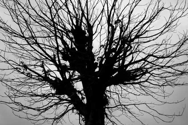 N�chstes Bild