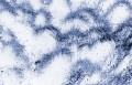 grasbueschel * 600 x 389 * (92KB)