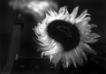 sonnenblume * 660 x 465 * (21KB)