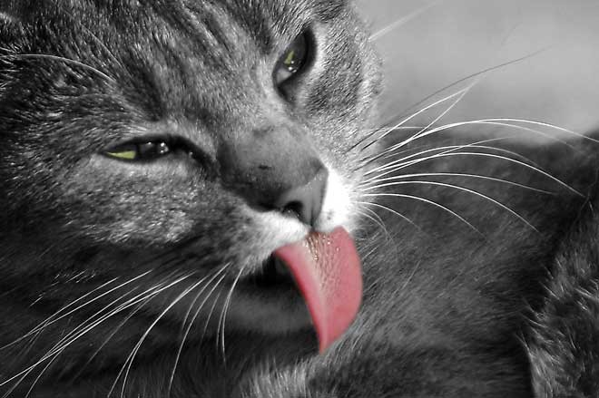 N�chstes Bild