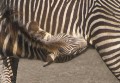 Zebra_trinkt * 600 x 418 * (32KB)