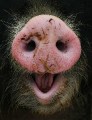 schweineschnauze * 507 x 660 * (39KB)