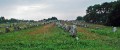 Fra022 * 660 x 278 * (252KB)