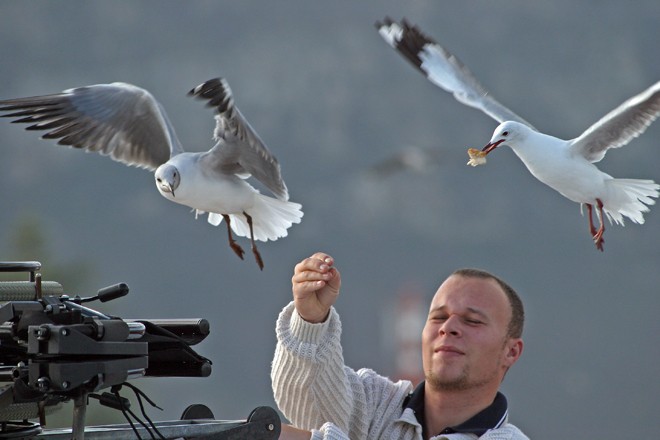N�chstes Bild