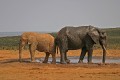 Tiere * (28 Fotos)
