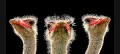 Strauss0004pa * 660 x 297 * (153KB)