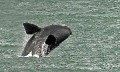 Waal0001q * 660 x 396 * (405KB)