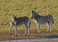 Zebra0011q * 660 x 476 * (380KB)