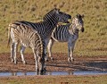 Zebra0012q * 660 x 521 * (466KB)