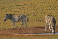 Zebra0013q * 660 x 440 * (392KB)