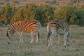 Zebra0015q * 660 x 440 * (327KB)