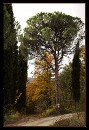 q0005c * 411 x 599 * (151KB)