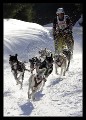 Schlittenhunderennen * (14 Fotos)