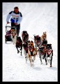 Hunderennen_hoch_0005 * 432 x 600 * (160KB)