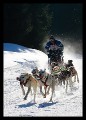 Hunderennen_hoch_0006 * 432 x 600 * (155KB)
