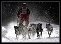 Hunderennen_quer_0002 * 660 x 475 * (154KB)