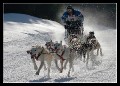 Hunderennen_quer_0003 * 660 x 475 * (155KB)