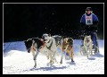 Hunderennen_quer_0012 * 660 x 475 * (135KB)