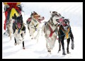 Hunderennen_quer_0014 * 660 x 475 * (112KB)