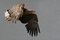 Voegel * (20 Fotos)