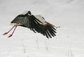 Storch00015q * 660 x 448 * (199KB)
