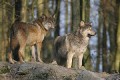 Wolf0001q * 660 x 440 * (242KB)