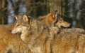Wolf0002q * 660 x 423 * (247KB)