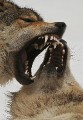 Wolf0006h * 457 x 660 * (316KB)