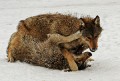 Wolf0009q * 660 x 447 * (294KB)