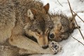Wolf0011q * 660 x 440 * (328KB)