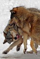Wolf0014h * 451 x 660 * (329KB)