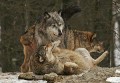 Wolf0016q_neu_web * 660 x 461 * (397KB)