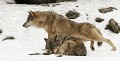 Wolf0017q_neu_web * 660 x 337 * (216KB)