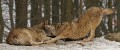 Wolf0020pan_neu * 3240 x 1372 * (4.07MB)