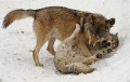 Wolf0023q_neu_web * 660 x 419 * (256KB)